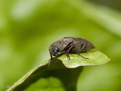 Agriotes pilosellus