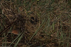 Laterallus albigularis