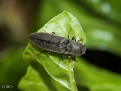 Agriotes pilosellus