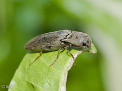 Agriotes pilosellus