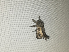 Inguromorpha arcifera