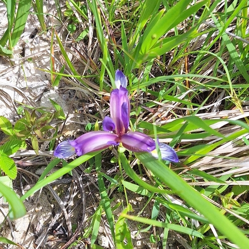 Image of Iris graminea by (c) Miha Jurić, some rights reserved (CC BY)