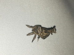 Inguromorpha arcifera