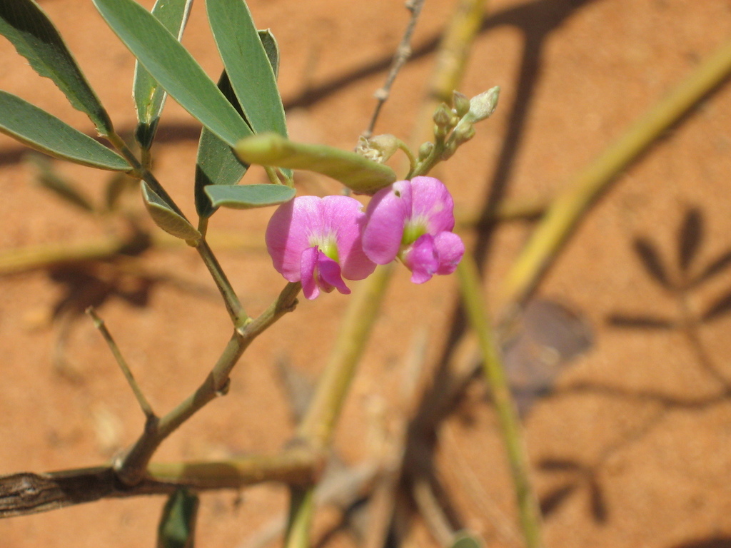 Tephrosia rosea