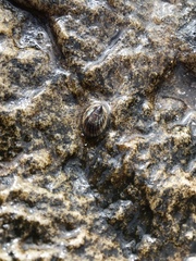 Siphonaria lessonii