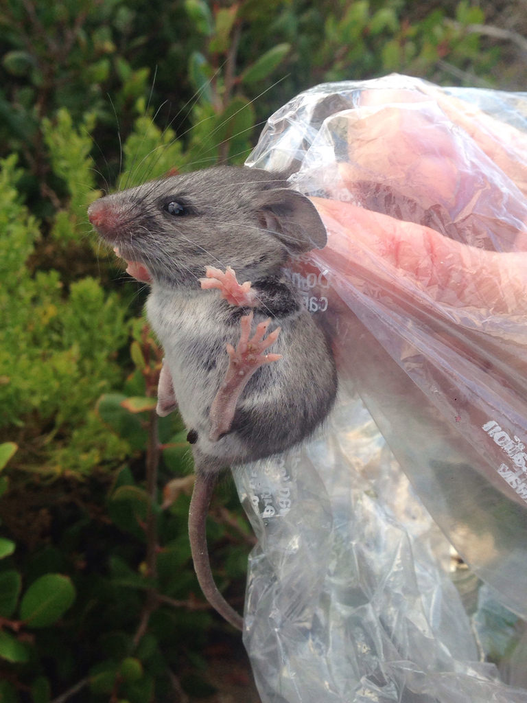 Northern Baja Deermouse