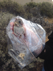 Peromyscus fraterculus