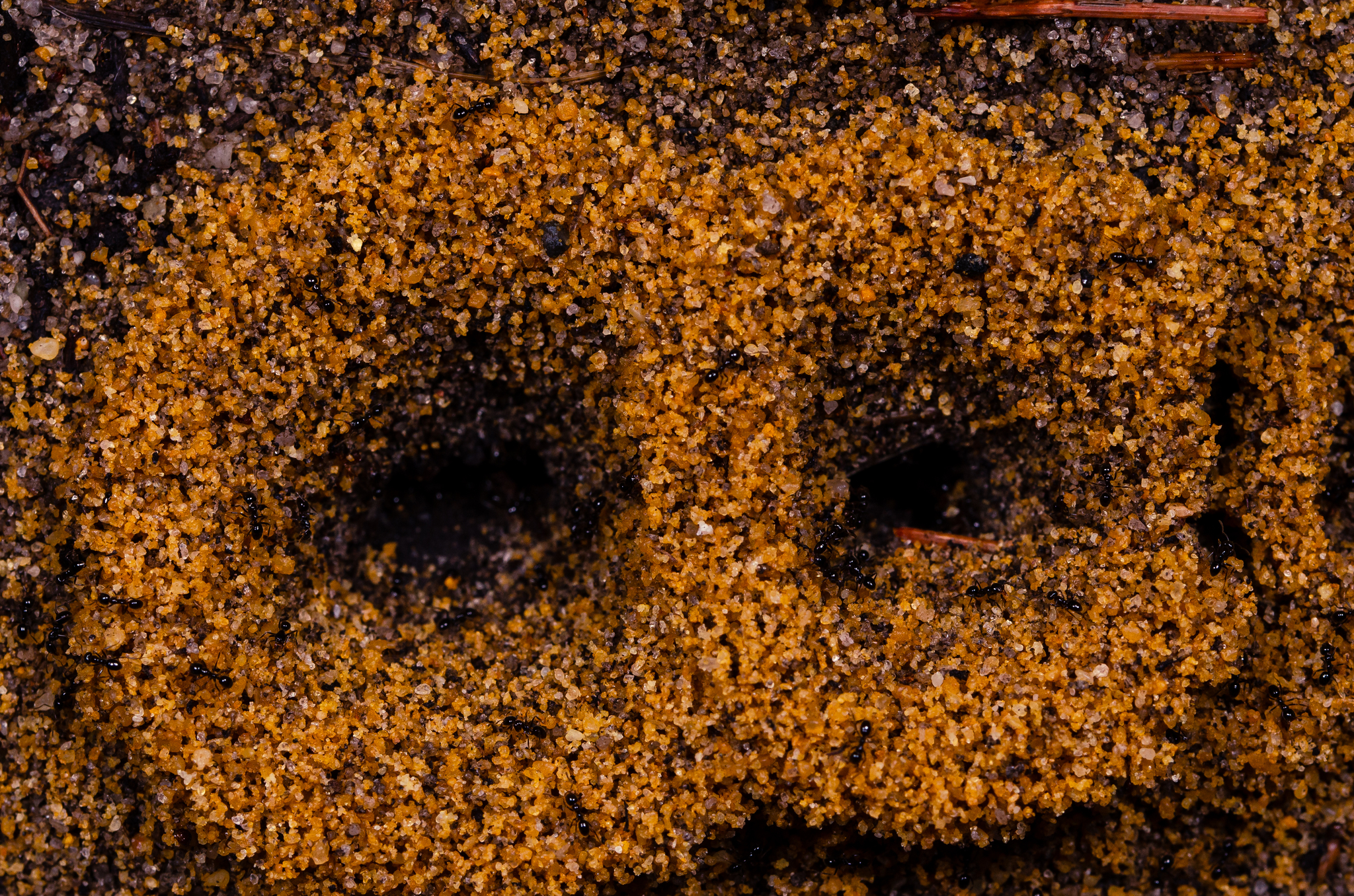 Anonychomyrma itinerans perthensis