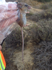 Peromyscus fraterculus