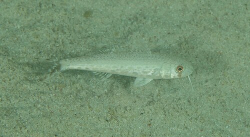 Luzon goatfish (Upeneus luzonius) — Mullidae — 4