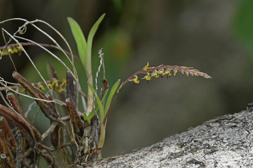 Claver's Spiral Orchid