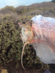 Peromyscus fraterculus