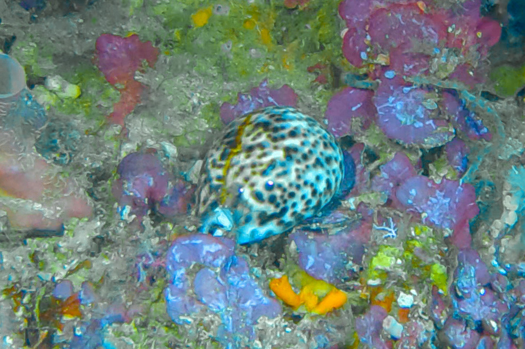 Tiger cowrie