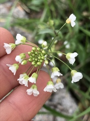 Capsella grandiflora
