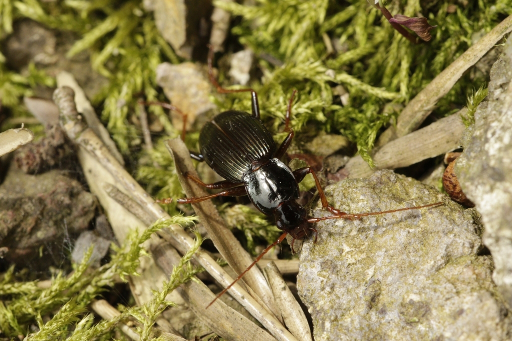 Pristosia chinensis