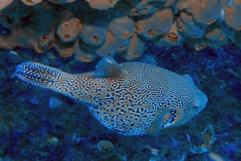 Map puffer