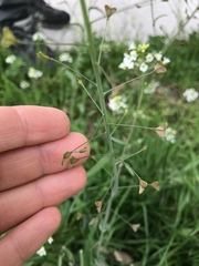 Capsella grandiflora