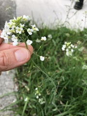 Capsella grandiflora
