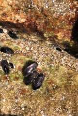 Brachidontes rodriguezii