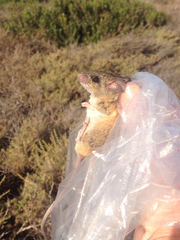 Peromyscus fraterculus