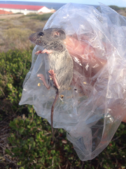 Peromyscus fraterculus