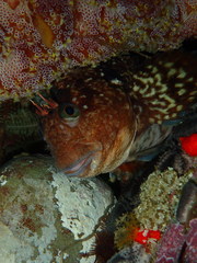 Parablennius cornutus