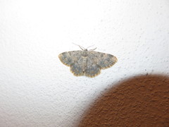 Charissa staudingeri