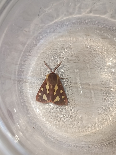 Arctia testudinaria