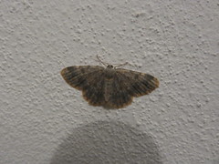 Charissa staudingeri