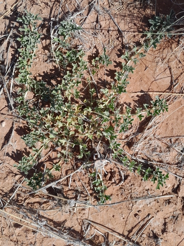 Image of Harpagophytum procumbens by no rights reserved