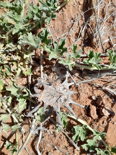 Image of Harpagophytum procumbens by no rights reserved