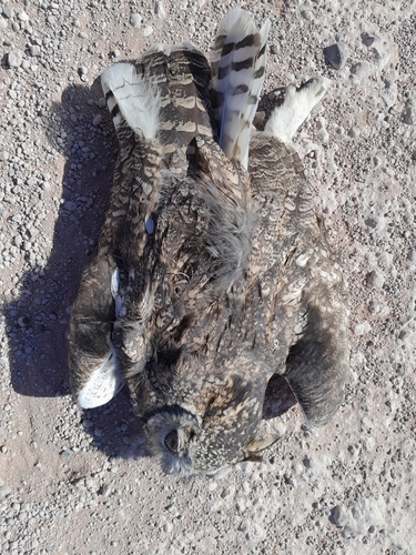 Spotted Eagle-Owl