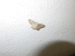 Idaea camparia