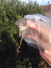 Peromyscus fraterculus