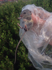 Peromyscus fraterculus