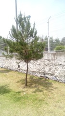 Pinus