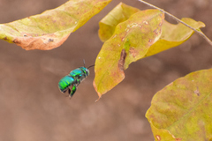 Euglossa viridissima