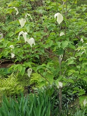 Davidia involucrata