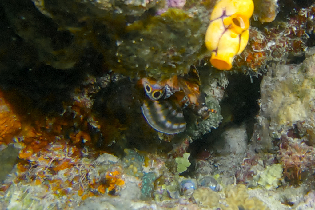 Nemapterois biocellatus