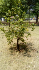 Liquidambar styraciflua