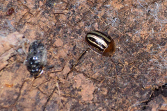 Agroiconota bivittata