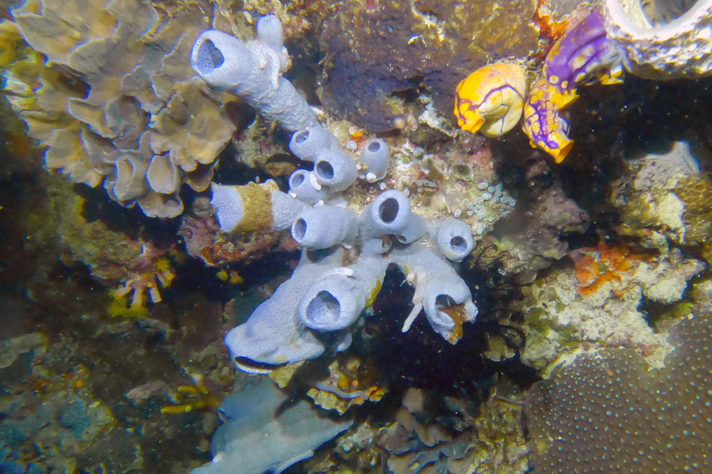 Tube Sponge
