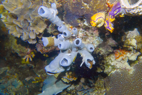 Tube Sponge
