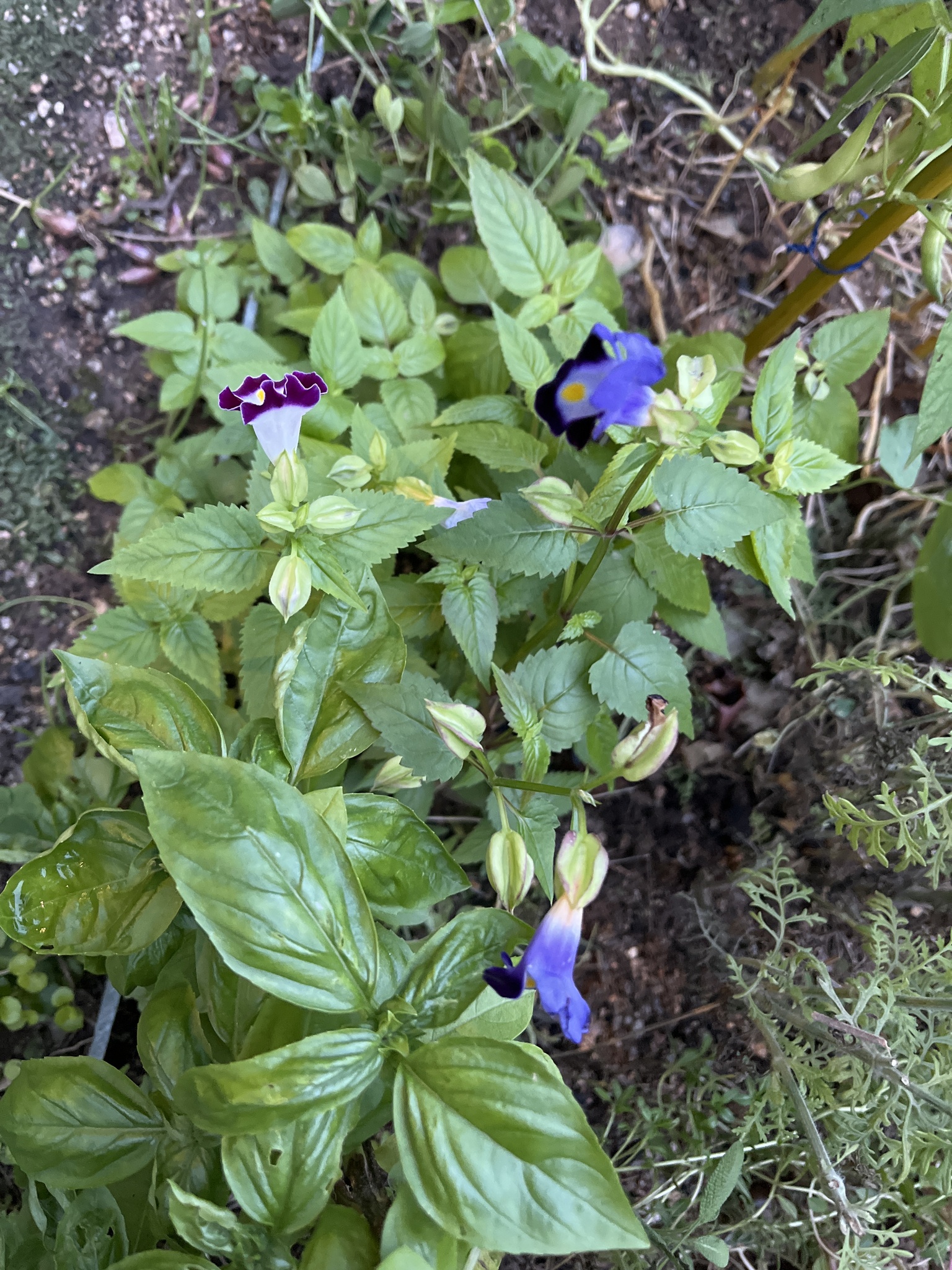 Imagem de Violeta-de-jardim
