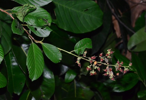 Tetracera scandens observed 2019-04-29