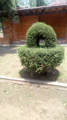 Cupressus sempervirens