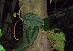 Ficus villosa