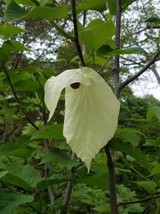 Davidia involucrata
