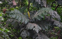 Artocarpus elasticus