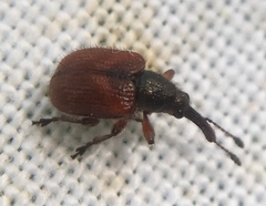 Tatianaerhynchites aequatus